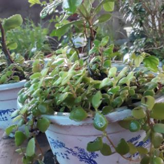 cây nhân sâm đất (hàng giao như hình - cây đã có củ)
