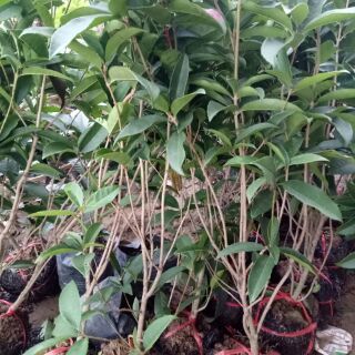 Cây mộc hương thơm hoa trắng.