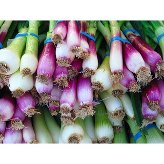 Hạt giống hành lá gốc tím