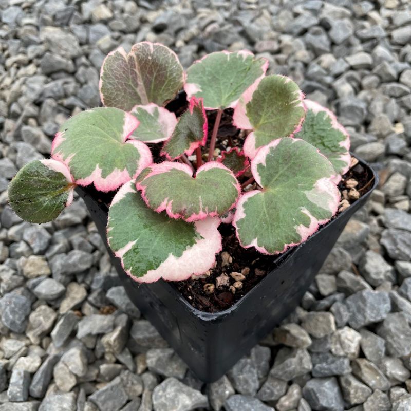 Chậu cứng Begonia strawberry tricolor