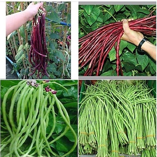#Hạt_Giống_Đậu_Đũa ( Xanh+Tím ) ( tặng kích mầm )