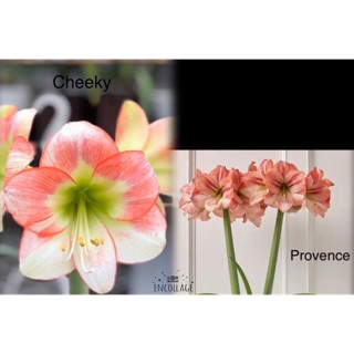 Củ huệ lai Cheeky x Provence