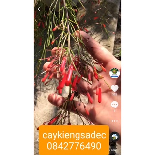 Caykiengsadec- Xác pháo+ tặng phân bón cho cây mau lớn-hoa kiểng lá - trang trí nội thất
