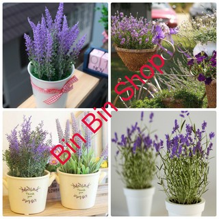 Hạt Giống Hoa Oải Hương ( Lavender 100 hạt)