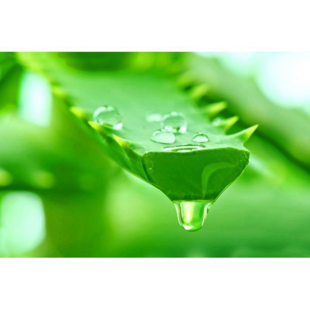 Son dưỡng môi FREESHIP  Son dưỡng môi không màu chiết xuất lô hội aloe vera 99% vỏ xanh