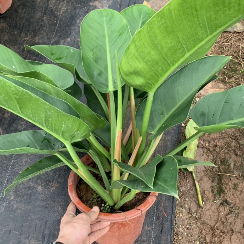 Cây trầu bà đế vương xanh cỡ to bán kính 50cm, cây phong thủy trồng trong nhà, trang trí nội thất