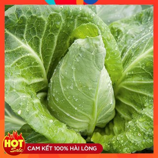 Hạt giống cải bắp trái tim F1 -0.2 gr