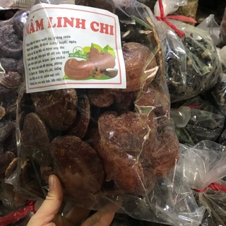 Nấm linh chi đỏ
