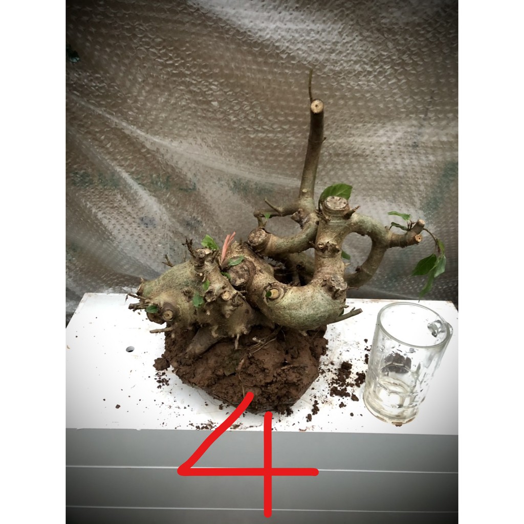 Cây sung bonsai phôi (ảnh thật) đánh số 1-20