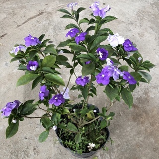 Cây hoa Lài Nhật/ Nhài Nhật