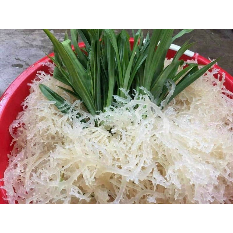 23k 250gr Rong Sụn Biển Nha Trang