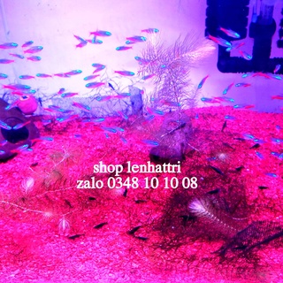 Sạn gốm trải nền bể cá hồ cá hồ thủy sinh 1kg