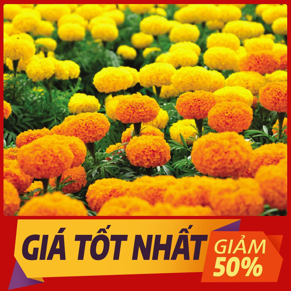 Hạt Giống hoa vạn thọ cao nhiều màu RD 842 , Hạt Giống Hoa Tốt Nhất Thị Trường Nông Nghiệp Việt Nam