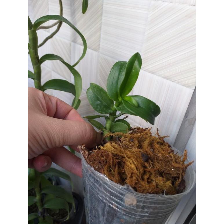 Hoa phong lan 5ct Bùi Việt | BigBuy360 - bigbuy360.vn