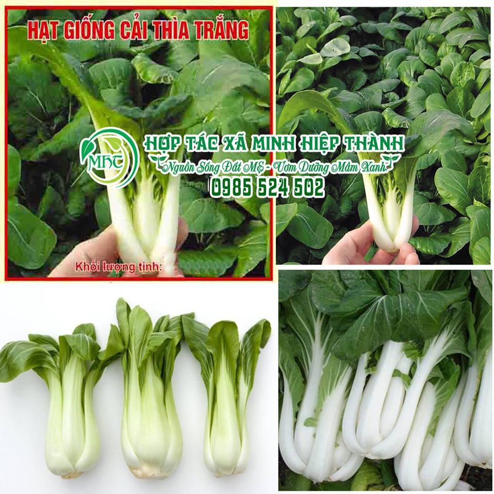Hạt giống cải thìa trắng