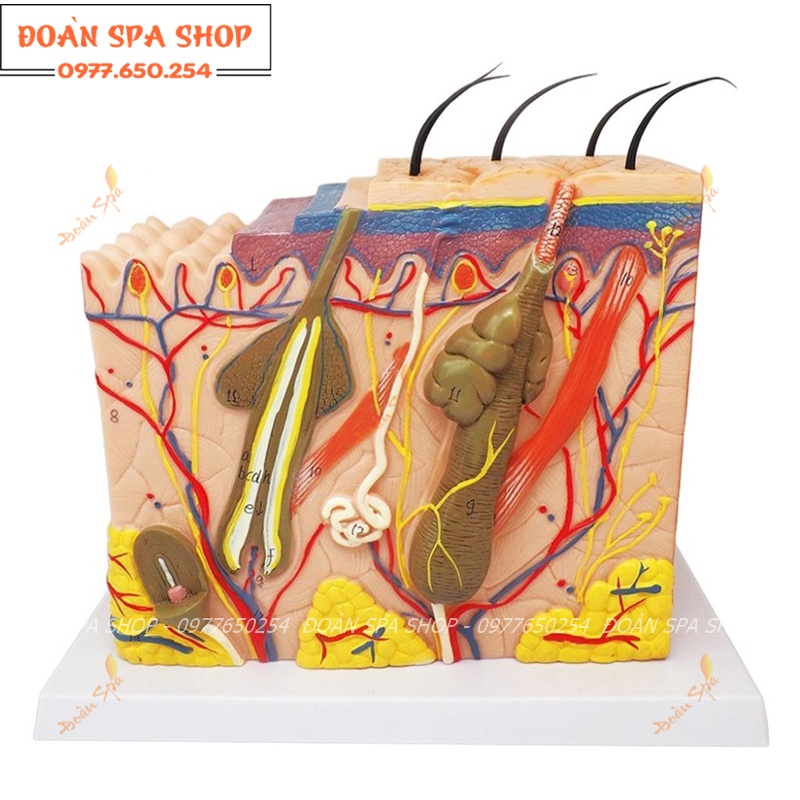 Mô hình giải phẫu da cấu tạo các lớp da