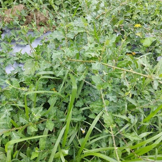Cà Gai Leo Sấy Khô
