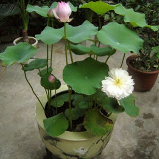 Combo 40 gói hạt giống hoa sen