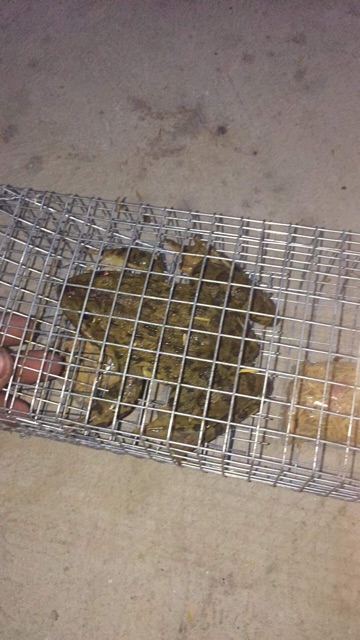 Bẫy rắn thông minh