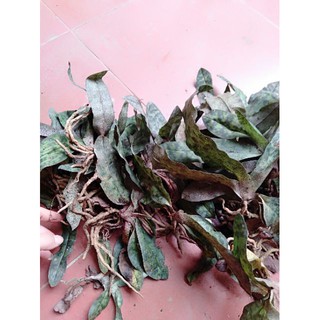 Hoa lan hài jacky bóc rừng
