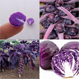 Hạt giống bắp cải tí hon tím ( 50 hạt/gói tặng gói kích mầm hạt) - STHG2