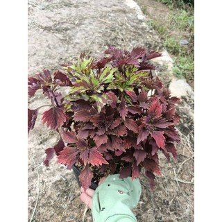 Cây 🌲 Gấm ngũ sắc