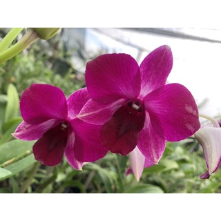 Hoa Lan Denro màu tím  đang nụ