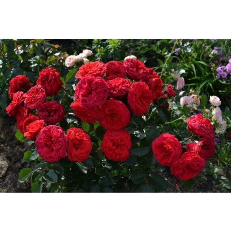 Hoa hồng leo Red Piano Rose
