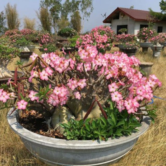 Hạt sứ Thái giống kim tự tháp
