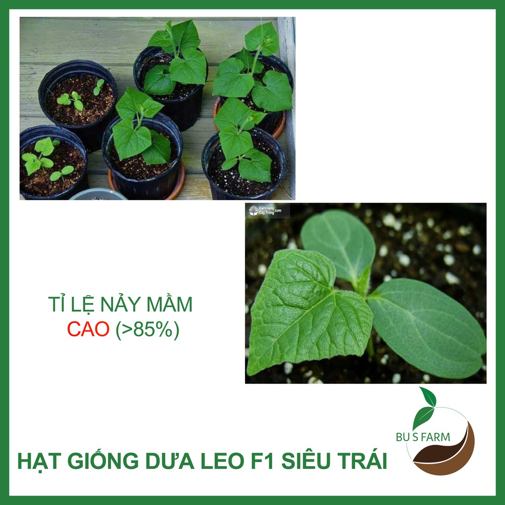 Hạt giống Dưa leo HN F1 cao sản, chịu nhiệt, dễ trồng (1gr)