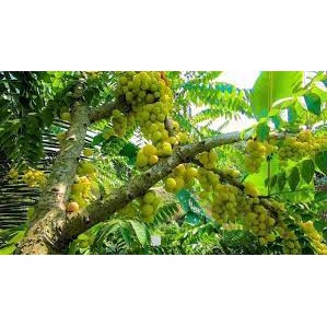 Cây Chùm Ruột Ngọt Siêu Trái - Giống cây trồng cây ăn trái
