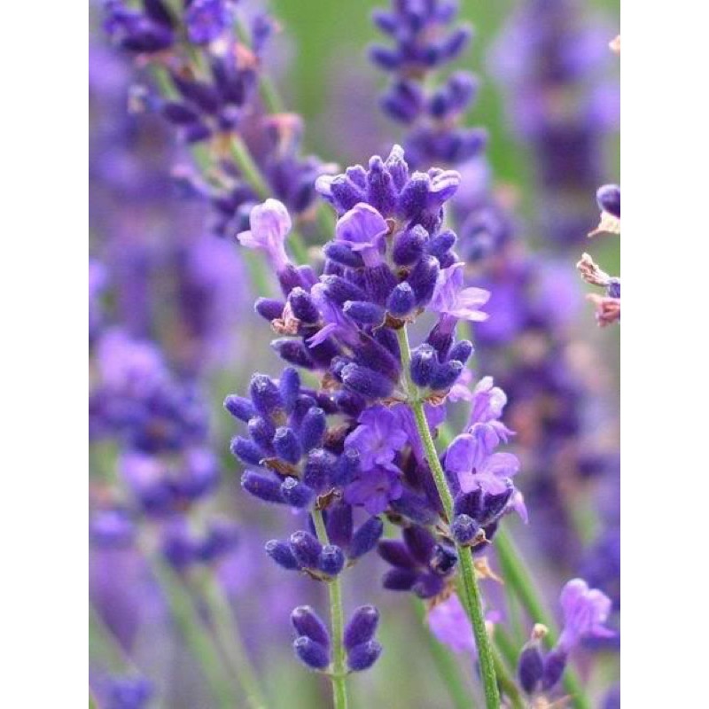 cây lavender/ oải hương chậu nhỏ (10cm)