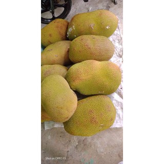 cây giống mít thái