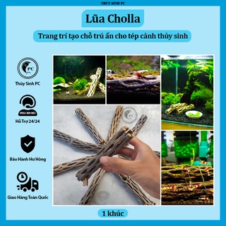 Lũa Cholla trang trí hồ tép cảnh