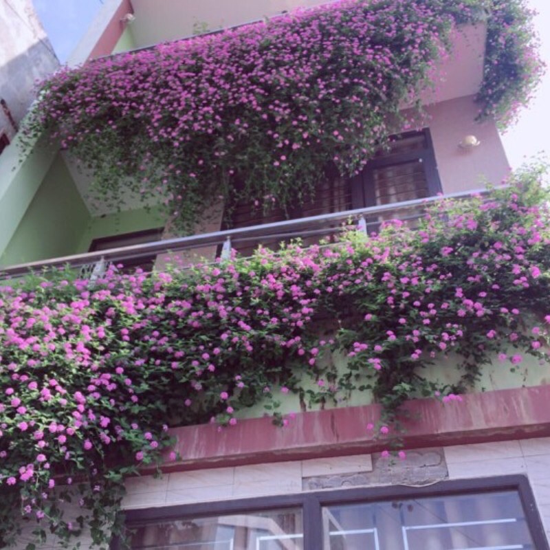 Cây ngũ sắc tím rũ