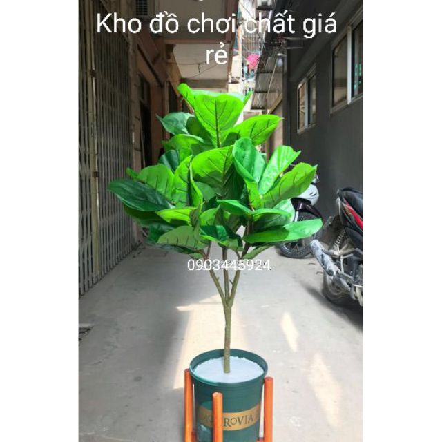 CÂY BÀNG SINGGAPORE CAO CẤP CAO 100CM (3 NHÁNH)-CÂY GIẢ