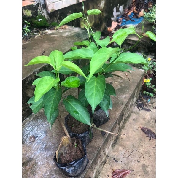 Cây giống thìa canh lá to hay còn gọi là cây rau mỏ đặc sản hoà bình miền Bắc mua 5 cây tặng thêm 1 cây