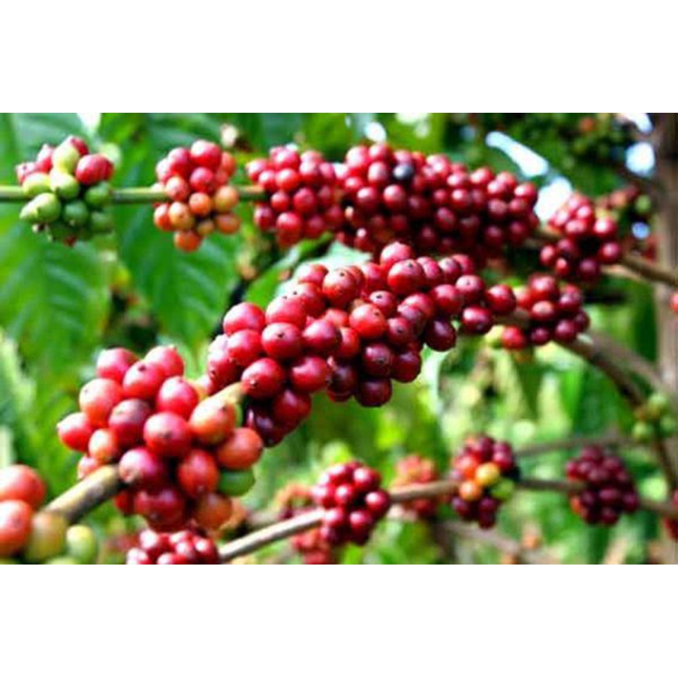 Phân Bón Lá SIÊU TẠO MÀU NHƯ Ý Chai 500ml CHỐNG PHÌ TRÁI, LÊN MÀU, SIÊU NẶNG KÝ, KÉO ĐƯỜNG, SIÊU NGỌT, MÃ ĐẸP