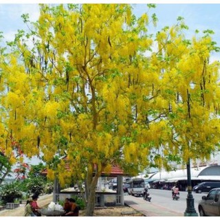 Muồng hoàng yến vàng-cây nguyên bầu gửi đi, cây lớn, gửi đi cắt lá + Tặng 01 cây dâu da đất