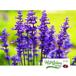 Gói 100 hạt giống hoa oải hương LAVENDER LINH NGOC