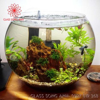 Chậu thủy tinh trang trí [D24cm x H16cm], chậu thủy tinh trồng cây thủy sinh, bể cá mini để bàn