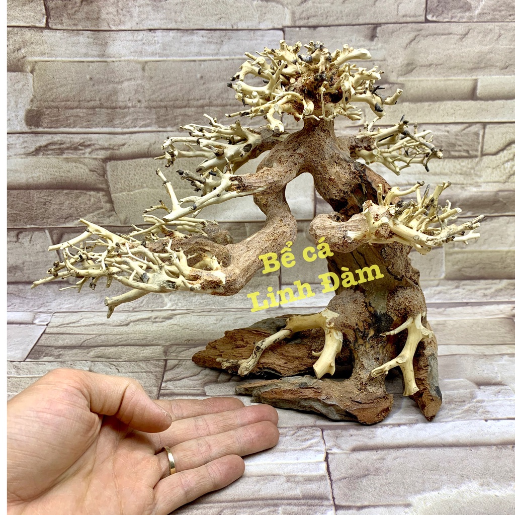 Lũa Bonsai Trang Trí Bể Cá Thủy Sinh, Bể Cá Cảnh