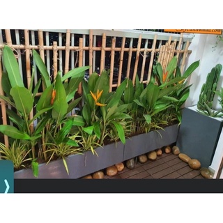 Cây thiên điểu - combo 10 bầu