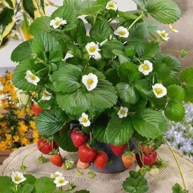 Hạt giống Dâu Tây Đỏ Chùm F1  luckyseed hạt siêu rẻ