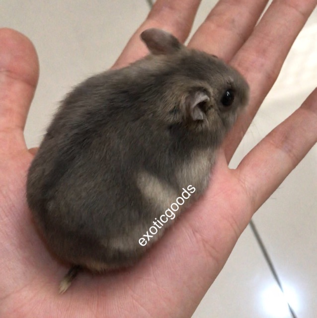 Chuột Hamster Màu Trắng Xinh Xắn Cho Bé