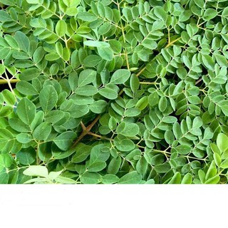 Hạt Giống Chùm Ngây 2gr