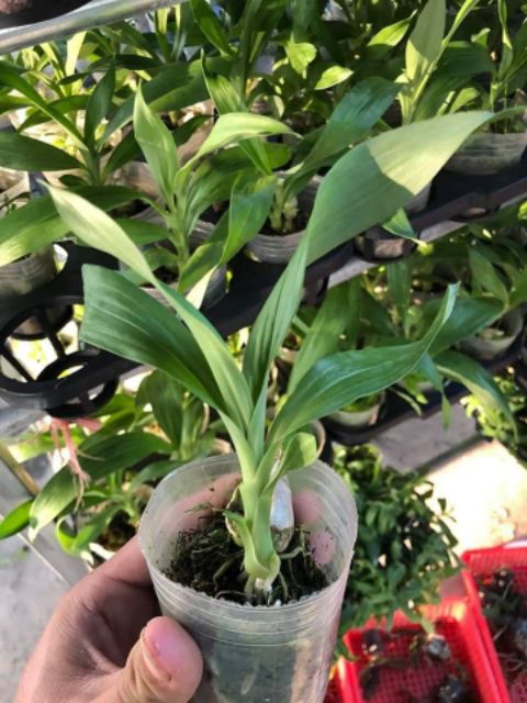 Thiên nga giống đủ màu