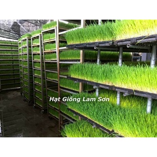 1KG - HẠT GIỐNG CỎ LÚA MÌ ( LÚA MẠCH ) - CỎ MÈO.