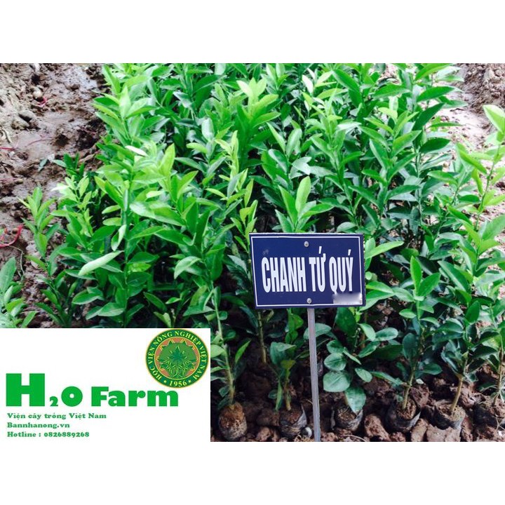 Cây Chanh Tứ Quý Giống Siêu Quả - Đại Học Nông Nghiệp 1 - H2O FARM