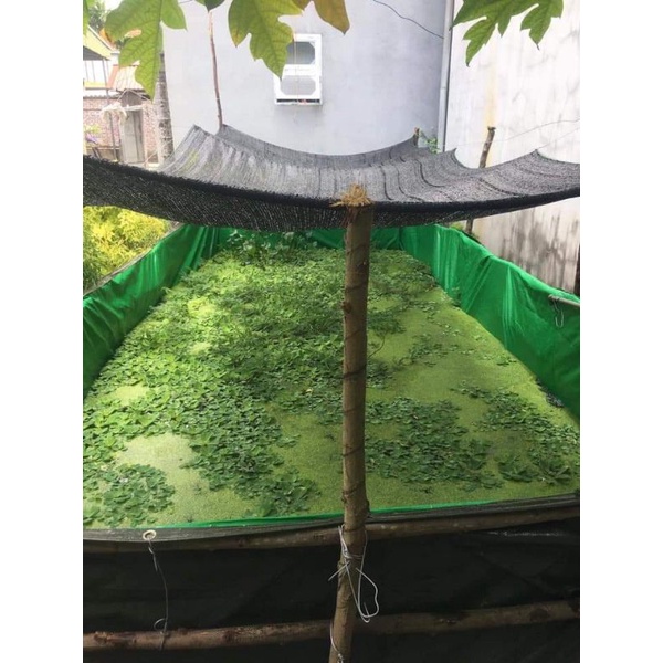 Bể bạt nuôi ốc ếch cá lươn - loại xanh bộ đội korea